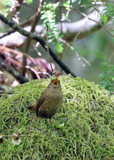 野鳥撮影記録（２０１７年６月）その３・信州