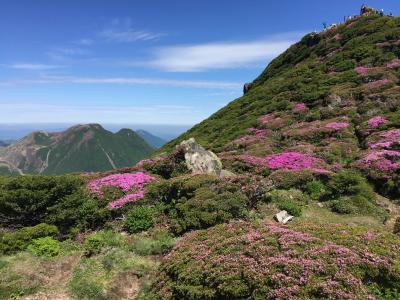 初夏の九重連山・大船山のミヤマキリシマ＆日本一の炭酸泉！ラムネ温泉など長湯温泉めぐり