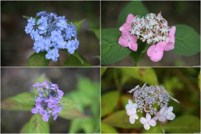 山紫陽花が楽しめる鎌倉・光則寺