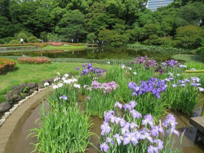 花菖蒲を見に皇居・東御苑を訪問する①