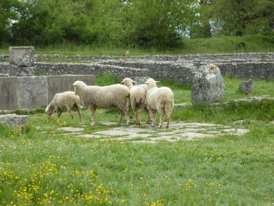 春の優雅なアブルッツォ州/モリーゼ州　古城と美しき村巡りの旅♪　Vol332(第12日)　☆Saepinum：古代ローマ遺跡の村「サエピヌム」フォロ（居住跡）と羊の群れを眺めて♪