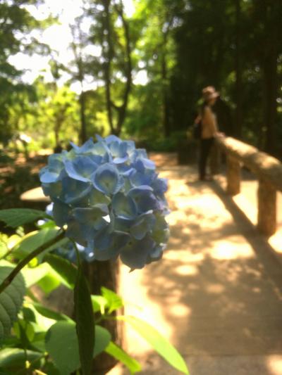 初夏・紫陽花ピクニックへ【大阪 長居植物園】