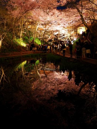 天下第一の桜「2017 高遠城址さくら祭り」　色鮮やかなカラーライトアップで一味違った夢幻桜花！