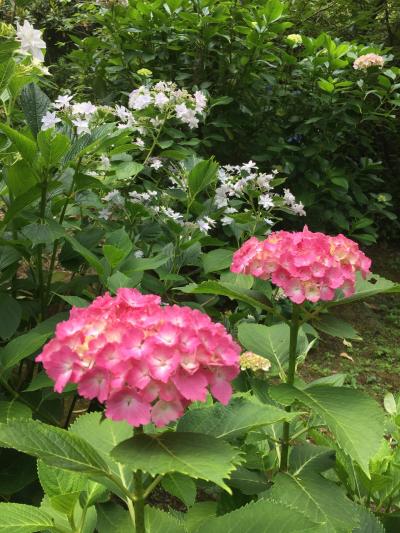 色とりどりの紫陽花とお花