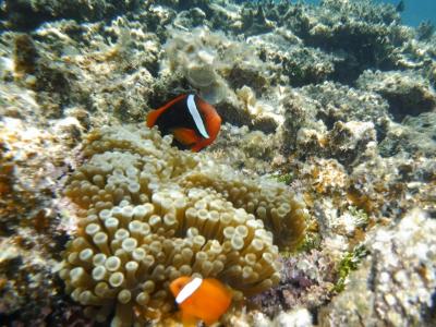 石垣島旅行２日目午前中 天国のような幻の島 浜島へ、ビックビーチシュノーケリングツアー