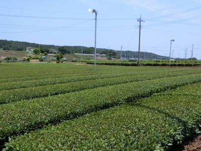 休日おでかけパスで、金子台茶畑ウォーキング