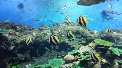 大洗水族館デート☆