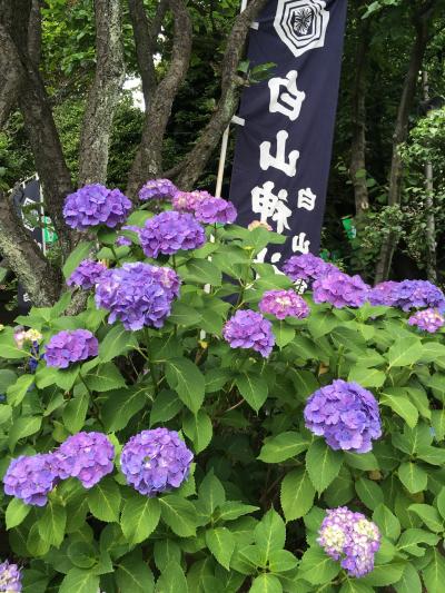 紫陽花咲く白山神社