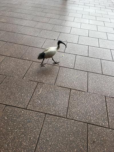 初シドニー一人旅兼SFC修行その①