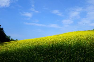 富良野・美瑛で丘めぐり 2016年7月版