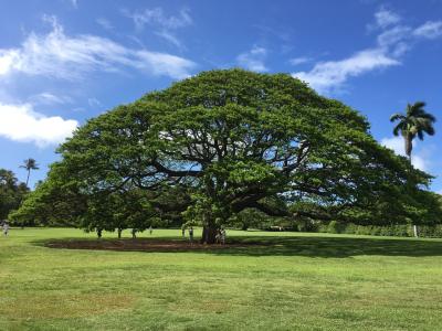 ハワイ初上陸なのにマウイ島へ！Vol.2 JALビジネス＆この木なんの木