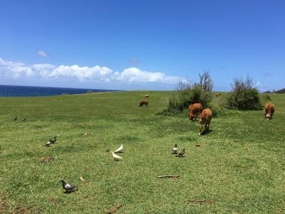 イアオ渓谷&ホオキパビーチ&パイア ハワイ初上陸なのにマウイ島Vol.3
