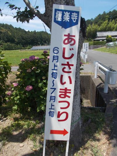 雨に濡れた お花の美しさ・・遠州 森町 『 あじさい寺 』（お花 ２０の３）  