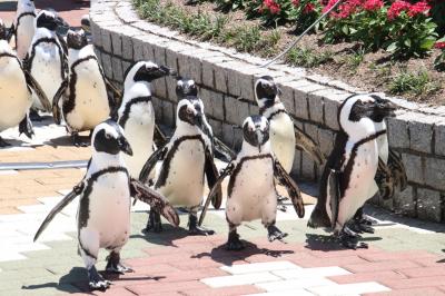 Ｗパンダの赤ちゃんの成長ぶりが見たくて初夏の南紀白浜アドベンチャーワールド再訪（６）復活したペンギンパレードや鳥たちの展示＆大きくなっても甘えん坊なアルパカ坊や＆ホッキョクグマはちょぴり