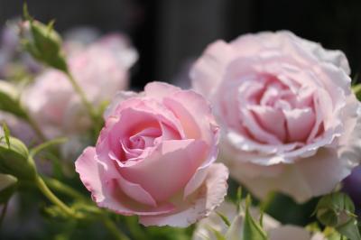 バラとアジサイ両方見れました♪　都会のオアシス「フラリエ」