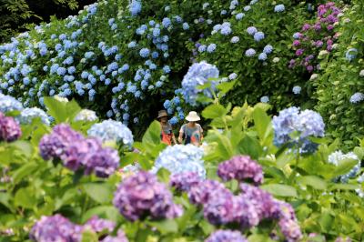 下田公園の紫陽花、そして海岸美の西伊豆へ・・・