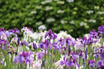 水郷の花菖蒲と紫陽花