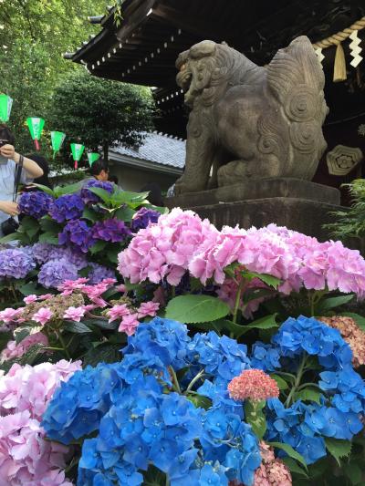 第33回文京あじさい祭りで白山神社に行ってきました。