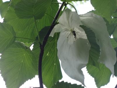 東京大学田無演習林で珍しい「ハンカチの木と花」を見てきました。