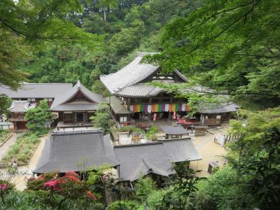 母・弟と行く岡寺☆静かな境内で、紫陽花とサツキを愛でる(*^_^*)