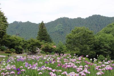 小鹿野町　両神花菖蒲園　　山あいの小さな菖蒲田と寺坂棚田