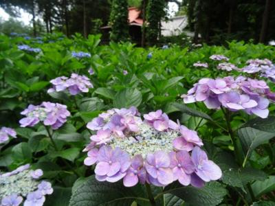 指扇アジサイまつり2017～350種類のアジサイがお出迎え～