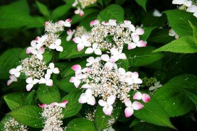 平松緑地　　ＩＮ　　紫陽花