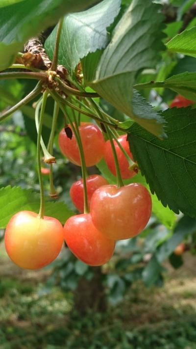 さくらんぼ狩り  昭和村へ。日帰り 