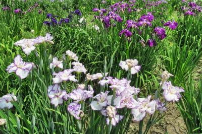 ときがわ町の花菖蒲