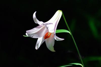 2017初夏に向かって咲く華・花達【その1 ササユリなど】