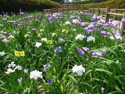 分水堀緑道のハナショウブ_2017_見頃ちょっと過ぎでしたが、花が残っていました。（群馬県・大泉町）