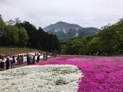 秩父芝桜と秩父神社に行って来たよ！