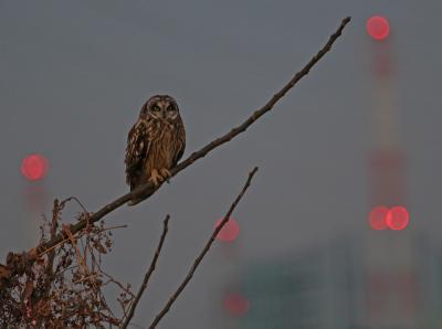 野鳥観察vol.8 今年もやってきたコミミズク