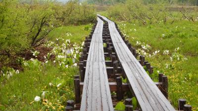 尾瀬　まだまだ水芭蕉が