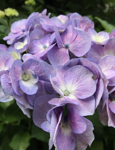 花物語　～初夏～　香りのライラックから 気ままな紫陽花へ…。