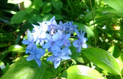 アジサイ、菖蒲、岩タバコ・・・友人を誘って鎌倉花めぐり