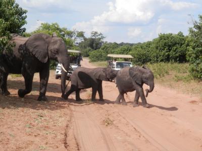 2017　南アフリカの旅6　動物王国チョベ国立公園を満喫