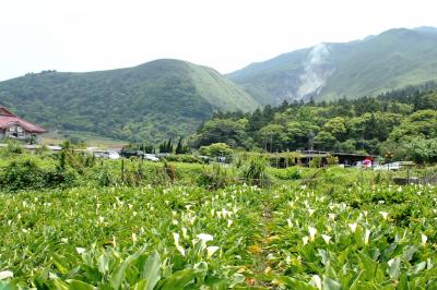 陽明山へバイクで海芋を採りに行きました