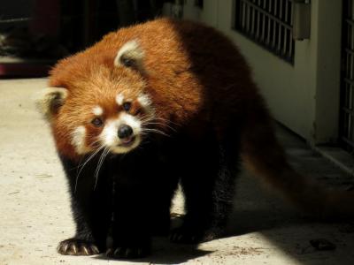 初夏のレッサーパンダ紀行【４】 羽村市動物公園＆多摩動物公園　相変わらずお美しい玲玲さんに会えてとても嬉しいです＠羽村　新天地にはもう慣れましたか？桃花ちゃん＠多摩