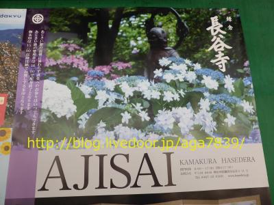 #328　あじさい狩り　鎌倉長谷寺＃１　もみじ狩り、さくら狩り・・次はあじさい狩り　もみじ狩り以来　鎌倉長谷寺からスタートです