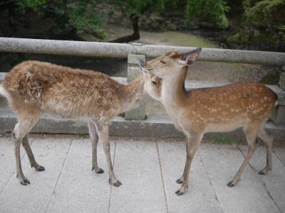 奈良～世界遺産めぐり