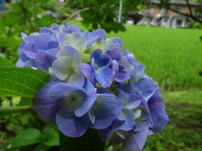 くろばね紫陽花まつり2017～山あいの見事な紫陽花のお祭り～