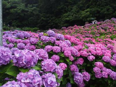 形原温泉あじさいの里あじさいまつり・道の駅にしお岡ノ山・道の駅筆柿の里幸田2017