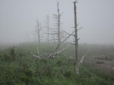 新緑の道東　野付半島