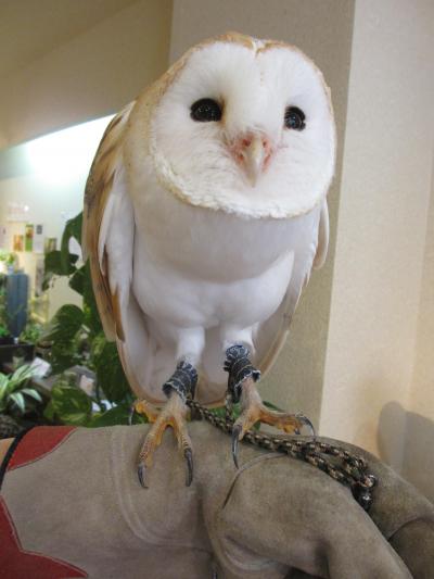 Day2 奈良・京都　はじめてのフクロウさんズとのふれあい