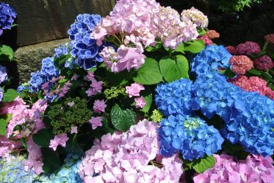 梅雨の風物詩　白山神社で楽しむ色とりどりの紫陽花