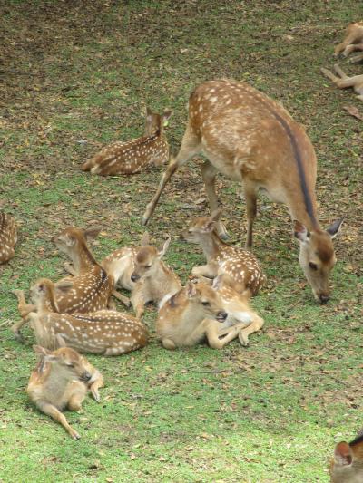 Day3 奈良・京都　バンビちゃんズとツキちゃんと旅の二大目的達成の日