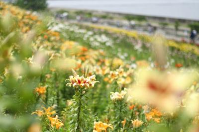 【カメラ旅】海を臨む丘に広がる舞洲ゆり園。ここでしか撮れないゆりの写真を撮る！