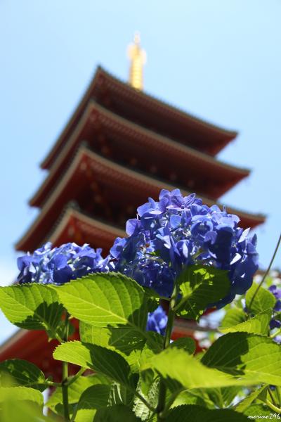 都内屈指の紫陽花の名所・高幡不動尊