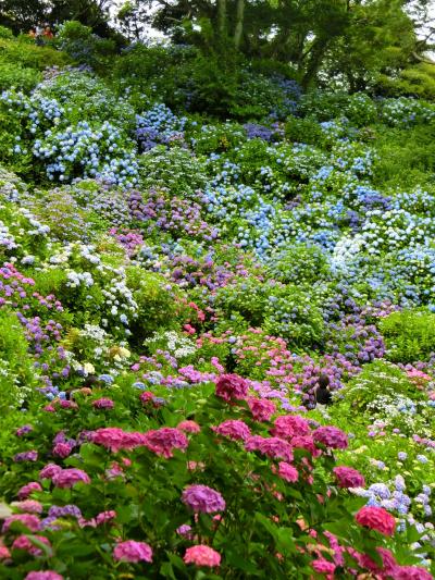 ～あじさい日本一の株数下田公園＆西伊豆土肥温泉～